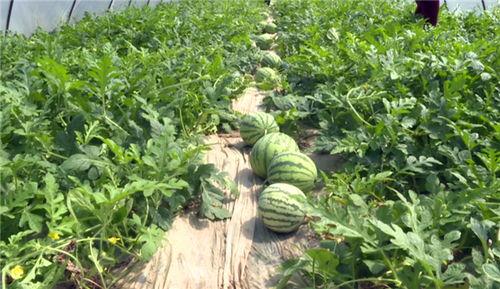 诸城吃瓜最新事件视频,揭秘背后真相与网友热议