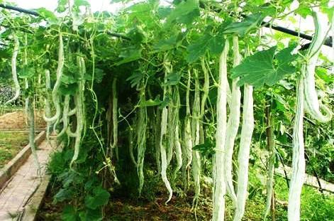 吃蛇瓜搞笑视频大全下载,欢乐无限下载中