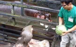吃瓜喂河马视频,揭秘吃瓜喂河马的趣味瞬间