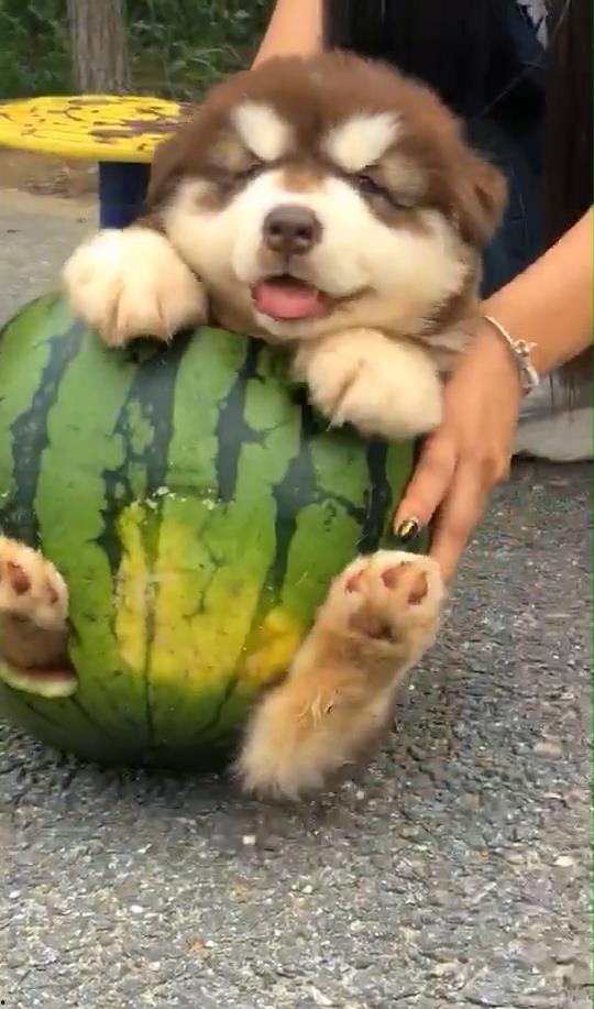 主人喂狗吃瓜视频大全集,狗狗欢乐食瓜瞬间大盘点
