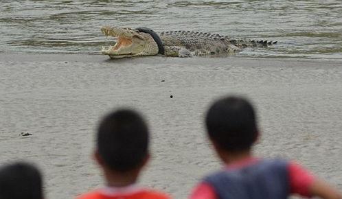 蛇吃瓜群众视频,揭秘蛇类捕食的惊心动魄瞬间