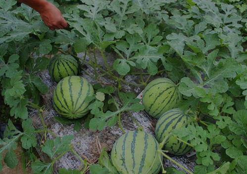 山西榆次吃瓜事件视频,一场引发热议的网络视频风波