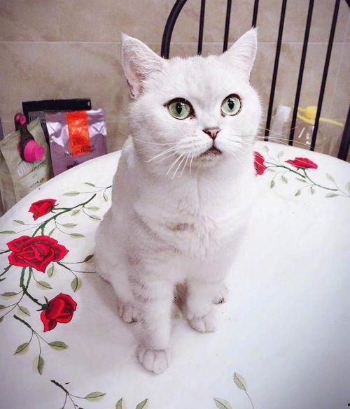 铲屎官吃瓜视频在线观看,在线观看宠物界热门视频