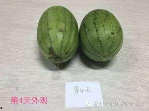 北湖吃瓜的原视频,揭秘网红美食背后的故事