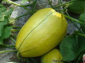 吉林市吃瓜视频,揭秘当地美食文化盛宴