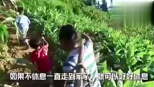 樱校吃瓜视频全集,吃瓜视频全集揭秘校园秘闻