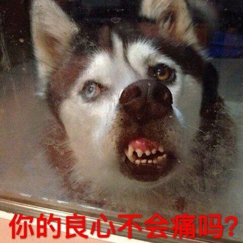 二哈吃大骨瓜视频大全图片,大骨瓜视频图片集锦