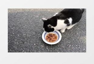 宠物吃瓜视频素材下载,欢乐瞬间尽收眼底